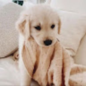 Meet your Posher, Dana